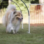 Panduan Memulai Agility untuk Pemilik dan Anjing Pemula