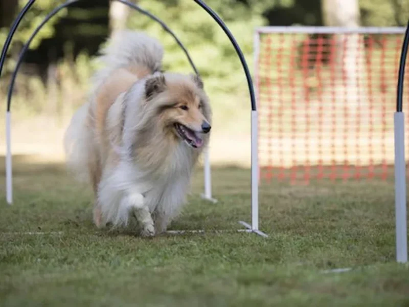 Panduan Memulai Agility untuk Pemilik dan Anjing Pemula