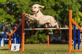 Panduan Memulai Agility untuk Pemilik dan Anjing Pemula